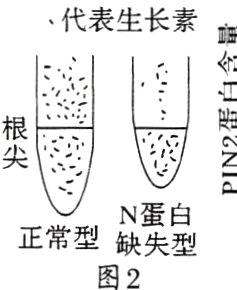 正常型缺失型图2