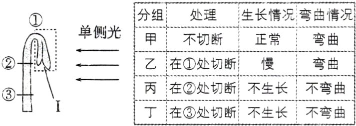 0丁在处切断不生长不弯曲
