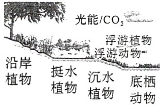 挺水沉水植物底栖植物植物动物