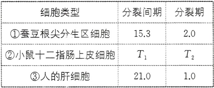 人的肝细胞21010