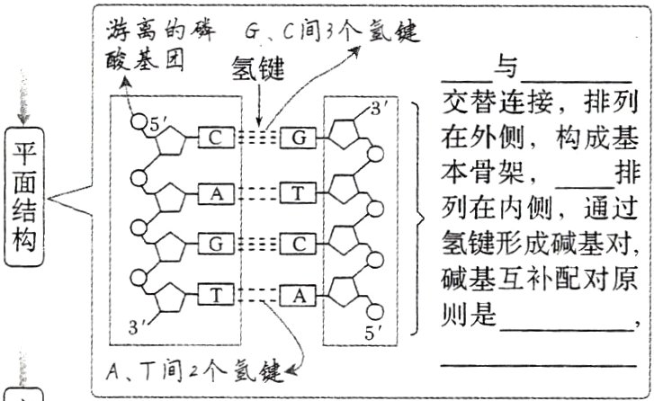 AT间2个氢键