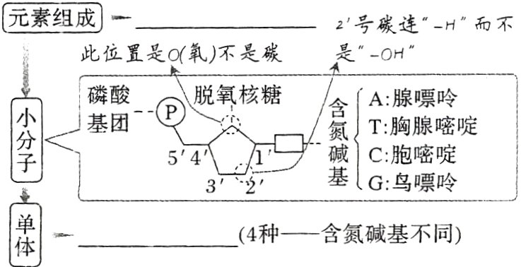 4种含氮碱基不同