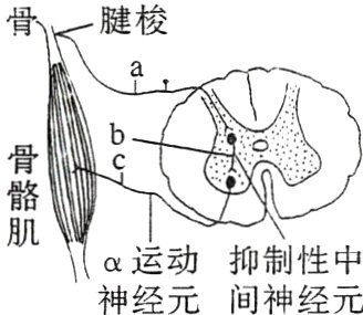 运动抑制经中神经元