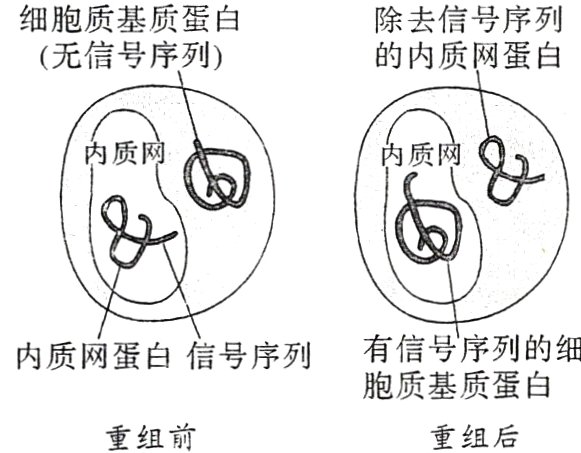 胞质基质蛋白重组前重组后