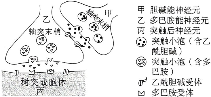 树突或胞体el乙酰胆碱受体M多巴胺受体