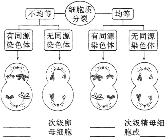 次级卵次级精母细母细胞胞或