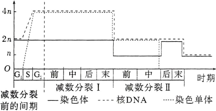 减数分裂减数分裂核DNA染色单体一染色体前的间期