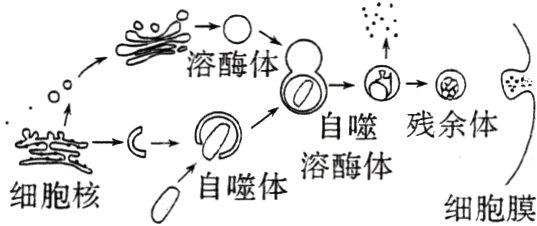 自噬体溶酶体细胞核细胞膜