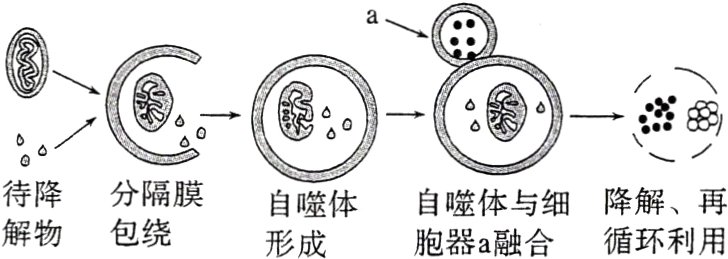 自噬体自噬体与细降解再待降分隔膜解物包绕胞器a融合循环利用形成
