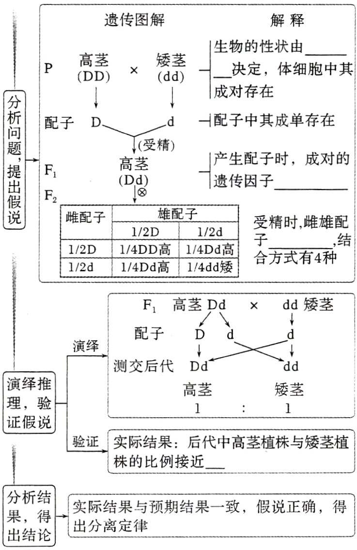果得出分离定律出结论