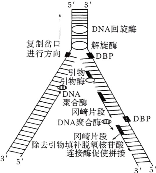 连接酶促使拼接35