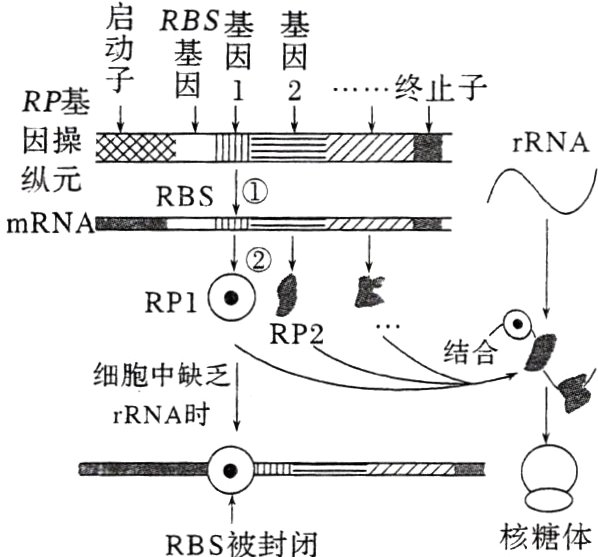 核糖体RBS被封闭