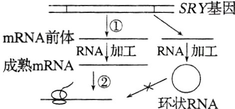 环状RNA