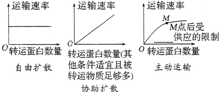 转运物质足够多协助扩散