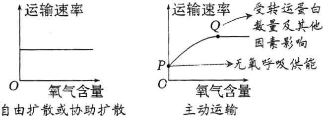氧气含量氧气含量主动运输自由扩散或协助扩散