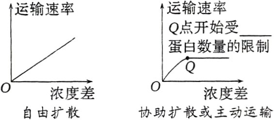 浓度差浓度差协助扩散或主动运输自由扩散