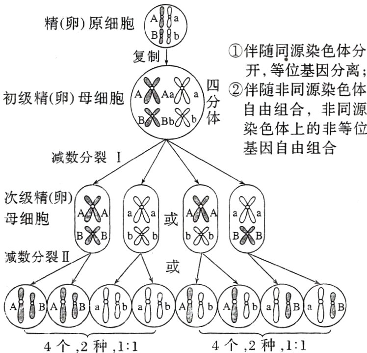 4个2种114个2种11