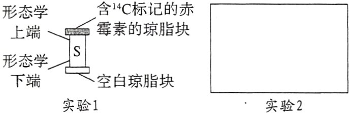 下端空白琼脂块实验1实验2