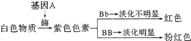 白色物质酶紫色色素BB淡化明显红红色