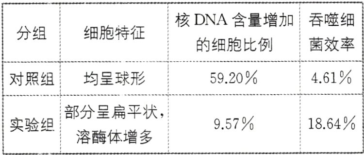 1864957实验组溶酶体增多