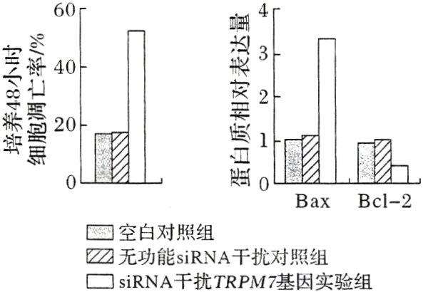 ZZ无功能siRNA干扰对照组siRNA干扰TRPM7基因实验组