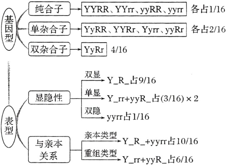 与亲本重组类型YryR占616关系
