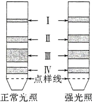 正常光照强光照