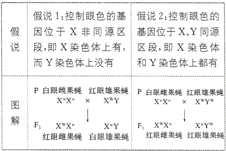 红眼雌果蝇红眼雄果蝇红眼雌果蝇白眼雄果蝇