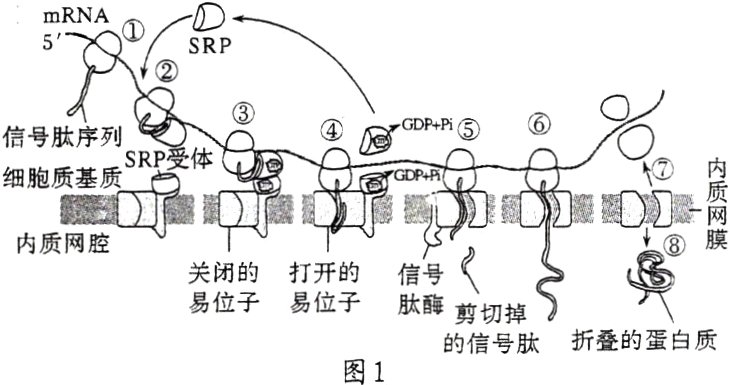 的信号肽折叠的蛋白质图1