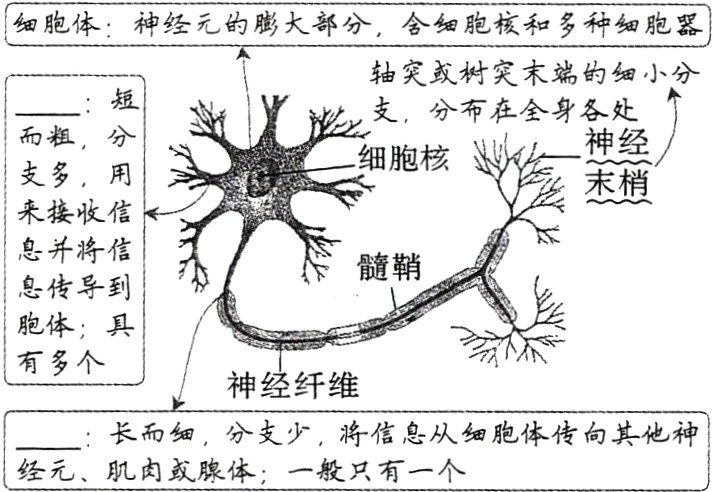 长而细分支少将信息从细胞体传向其他神经元肌肉或腺体一般只有一个