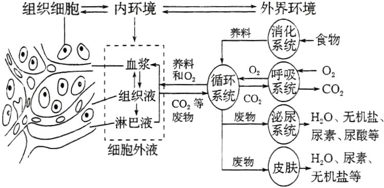 皮肤HO尿素废物无机盐等