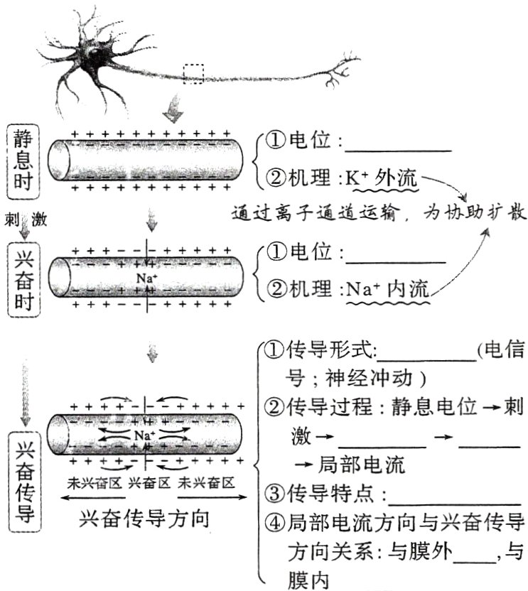 与方向关系与膜外膜内
