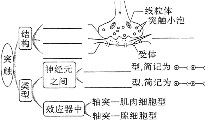 轴突一肌肉细胞型效应器中轴突一腺细胞型