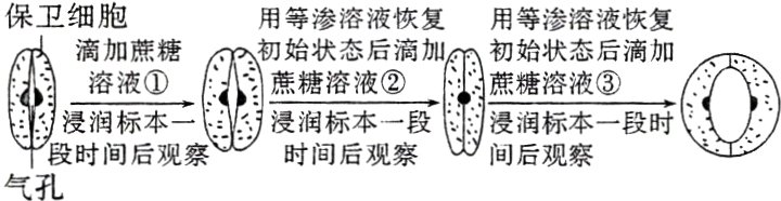时间后观察段时间后观间后观察气孔