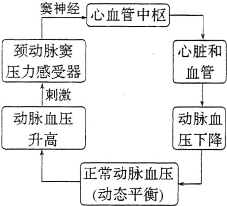 正常动脉血压动态平衡