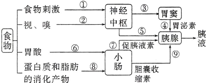 蛋白质和脂肪胆囊收缩素的消化产物