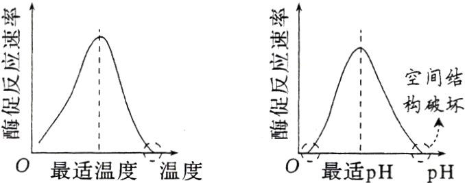 0最适pHpH最适温度温度