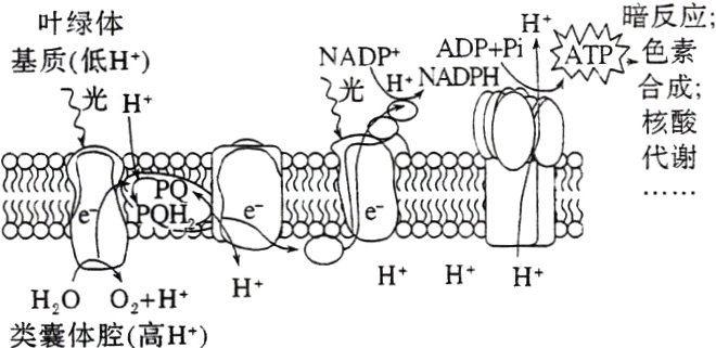 HHHHOOHH类囊体腔高H