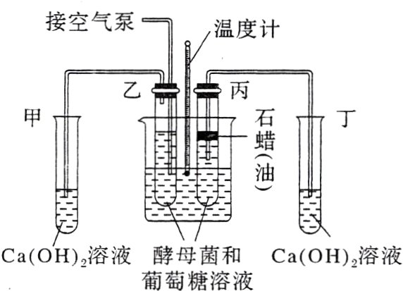 CaOH溶液酵母菌和CaOH溶液葡萄糖溶液