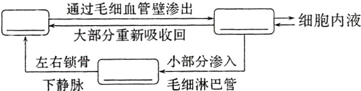 小部分渗入左右锁骨毛细淋巴管下静脉