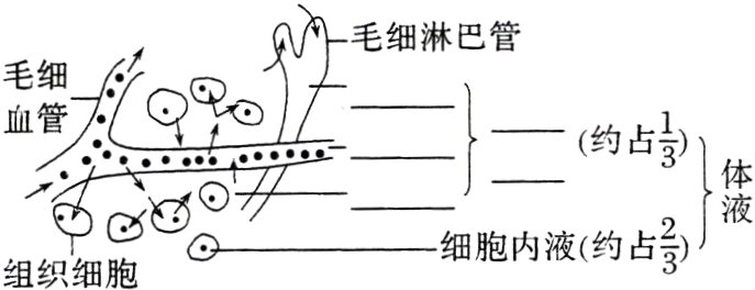 细胞内液约占组织细胞