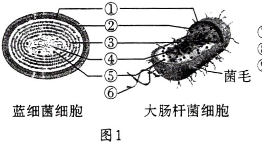 大肠杆菌细胞蓝细菌细胞图1