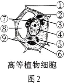 高等植物细胞图2