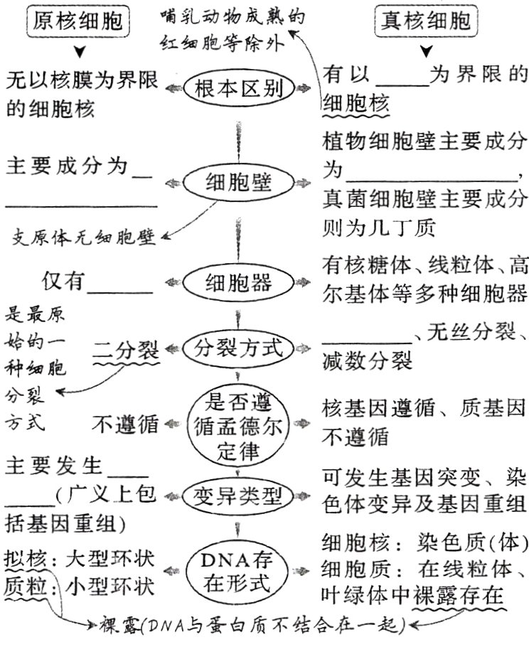 质小型环状裸露DNA与蛋白质不结合在起