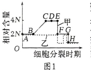0细胞分裂时期图1