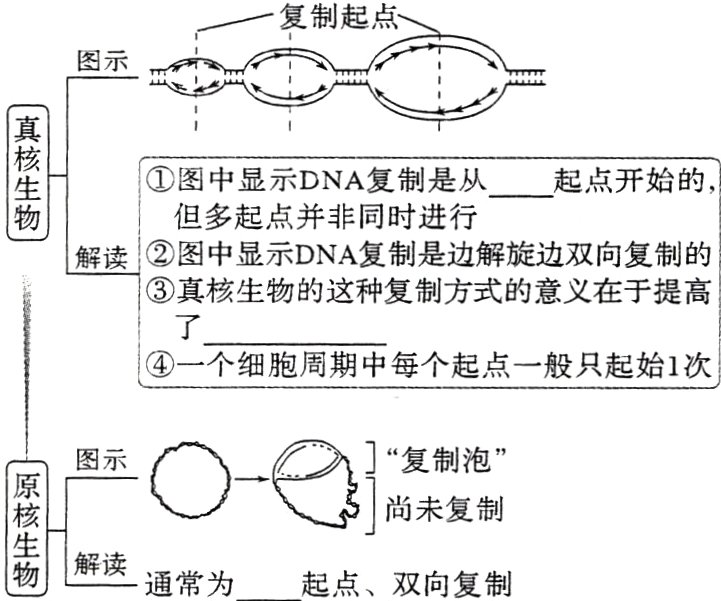 解读通常为起点双向复制