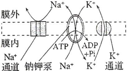 KNa通道钠钾泵NaK通道