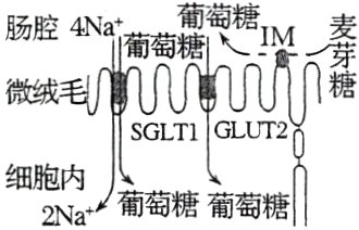 细胞内葡萄糖葡萄糖
