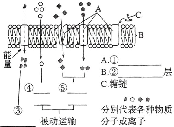 于分别代表各种物质被动运输分子或离子