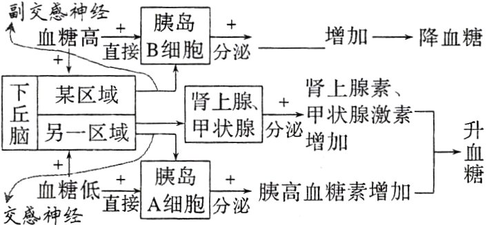 血糖低逐A胞分胰高血糖素增加交感神经